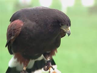 صور British School of Falconry, Manchester الصيد